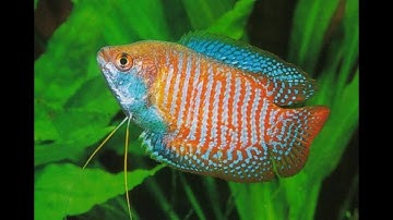 Nét đẹp Cá Sặc Gấm màu sắc sặc sỡ(VietSub) - Dwarf Gourami