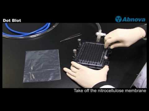 Dot slot blot