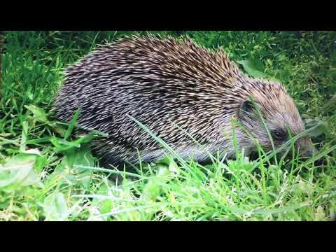 Video: Çfarë Gjëegjëza Kërkoi Sfinksi