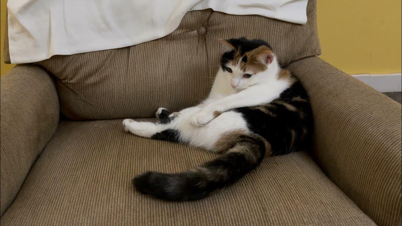 Bored cat. Bored cat