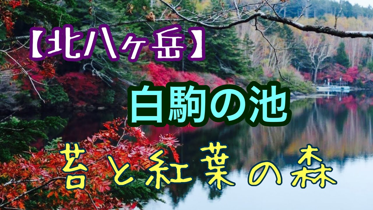 北八ヶ岳 ニュウへの登山口がある白駒の池は苔と紅葉の森の中 Youtube