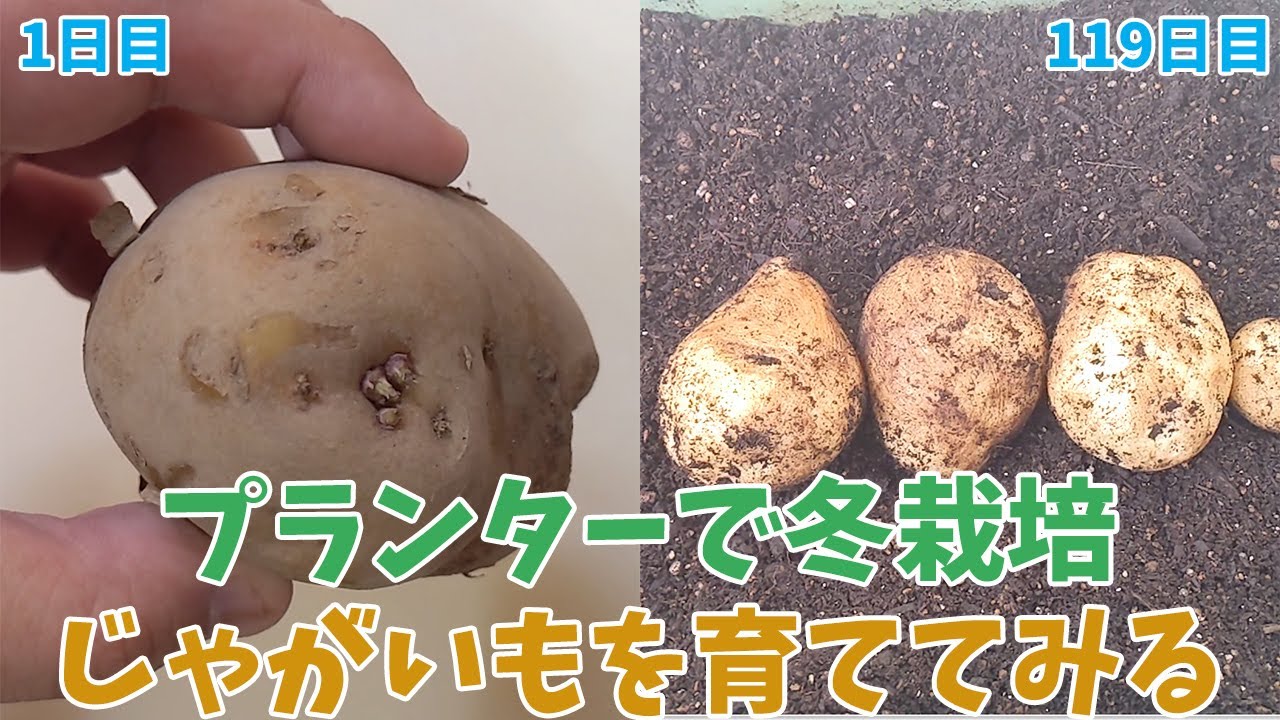 家庭菜園 21年冬 プランターで育てるじゃがいも Growing Potatoes In A Planter Youtube