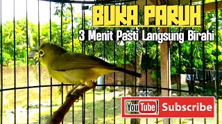 TERAPI PLECI OMBYOKAN BIKIN BUKA PARUH DAN NGERIWIK