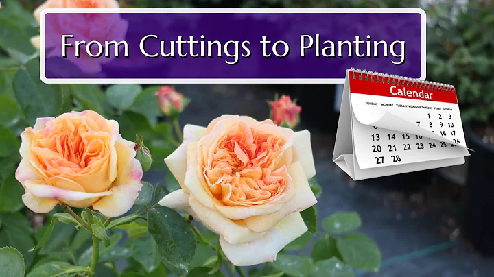 How to Grow Roses from Cuttings – Full Timeline