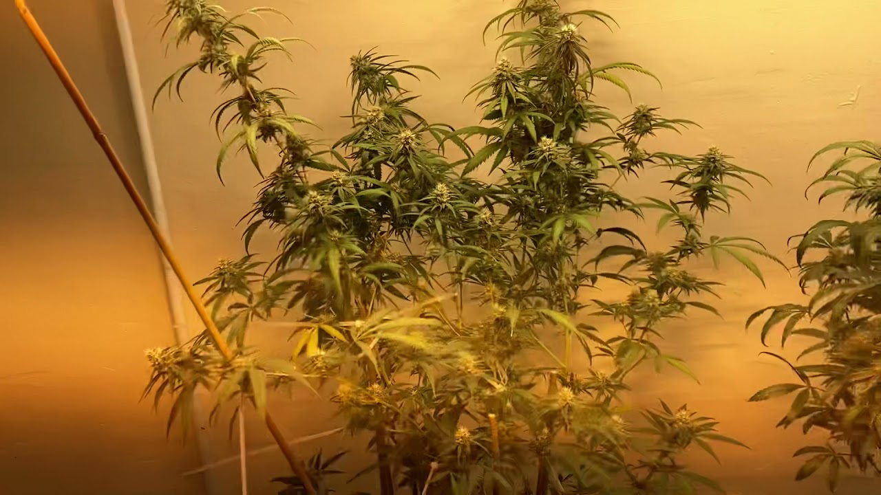 Platinum Kush Breath Remix & Zombie Kush