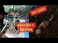 mudas de abacaxi e plantando inhame no vaso