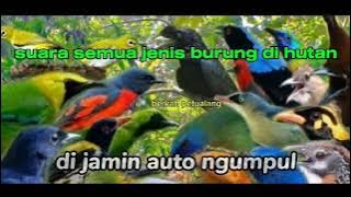 SUARA PIKAT SEMUA JENIS BURUNG DI HUTAN, BURUNG KECIL DAN BURUNG BESAR