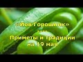 Народный праздник «Иов Горошник». Приметы и традиции на 19 мая.