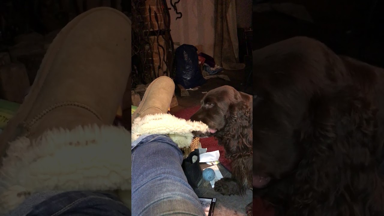 uggs killing dogs