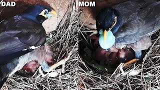 DAD Goes Crazy on Unhatched EGG & Opens it for BABY | Birds in Nest | mother Feeding Baby Birds