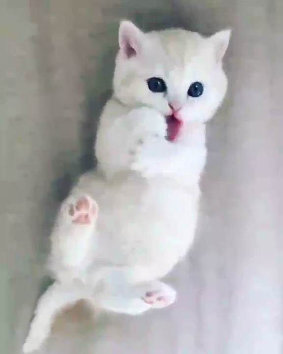 cats cute sound/in Tamil