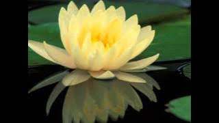 Yana Yulio - Cintamu