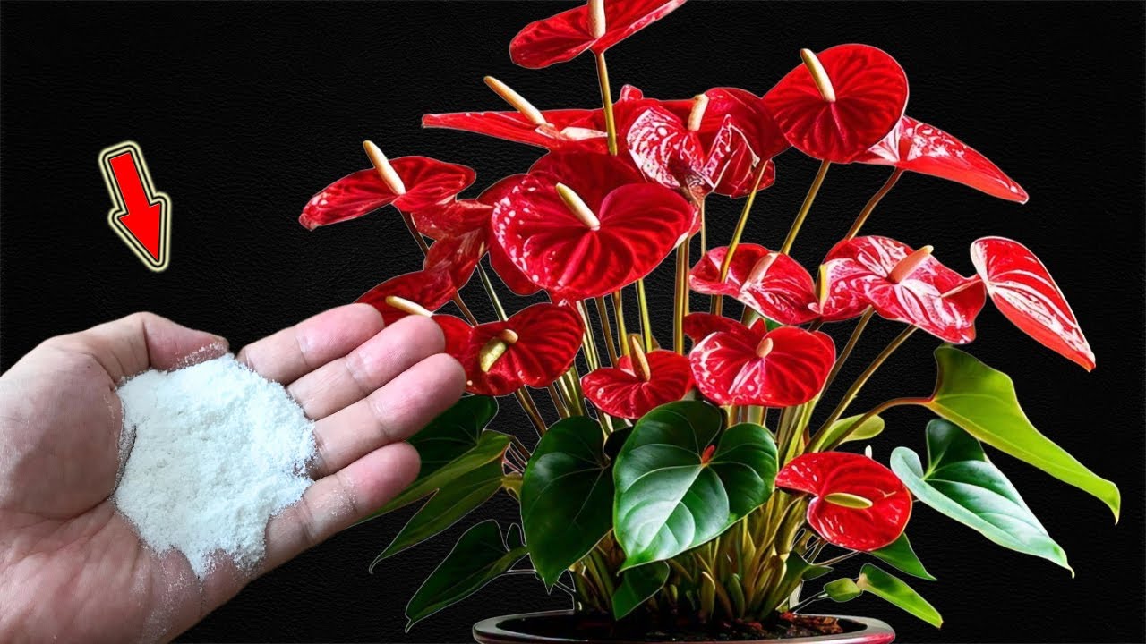 Sprinkle A Little On Top! Thousands Of Flowers Bloom All Year Long!