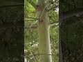 Kapok Tree It S A Beautiful Tree With A Green Bark Grows Very Fast And Big 