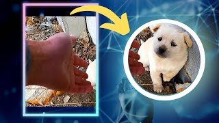 Woman Finds Puppy In Her Garden – Pay Close Attention To What Happens Next by Americans Channel 2,784 views 2 days ago 14 minutes, 44 seconds