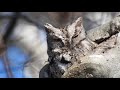 EASTERN SCREECH OWL GIVING ME THE EYE THIS MORNING.