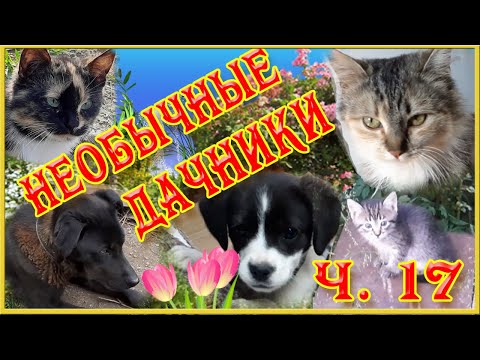 Дача. Дачные истории. Необычные дачники. Первая прогулка котят.