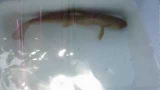 20120604-岩魚放流.AVI