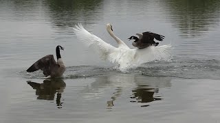 Swan attack ! Geese protect their chicks.