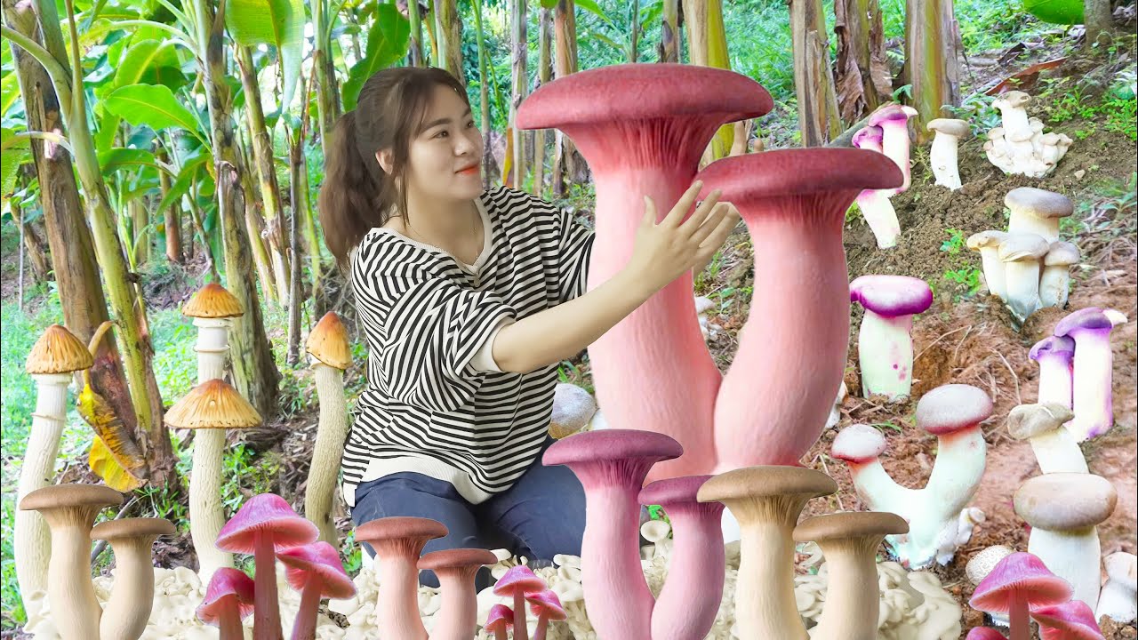 Harvesting King Mushroom Goess to market sell Stirfried King