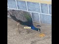 Peacock; ಈ ವರ್ಷ ಪುಕ್ಕ ಉದುರಿದಾಗಲೂ ನಮ್ಮ ಸ್ನೇಹ ಬಿಡಲಿಲ್ಲ National Bird in Yard of our Home