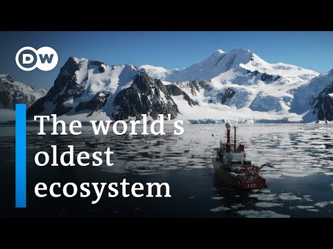 Antarctica: A message from another planet  | DW Documentary