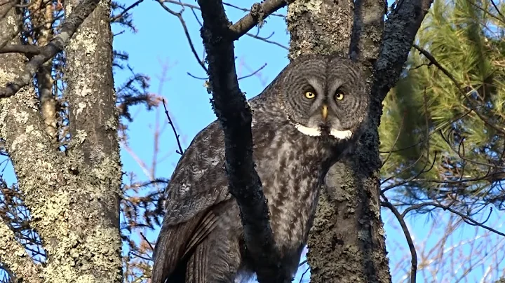GREAT GRAY OWL By Tom Nicholls final
