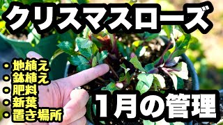 ◆『新葉の作業』『寒さ対策・植え替えは』【クリスマスローズ】の1月の管理。