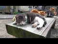 Cat Detection Video using YOLOv8