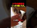 トラの肉球をこっそり叩いたら..