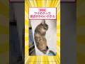 【朗報】ワイのネッコの寝姿がかわいすぎる→愛猫自慢大会へwww #5ch #猫