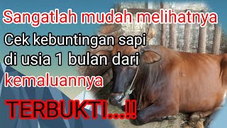 Checking 1-month cow pregnancy via the vulva || signs a cow is pregnant
