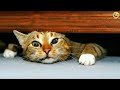 Funny animalss funniest cats and dogs 2024