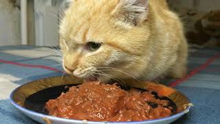 Aliska eats wet food Cat eating wet food asmr