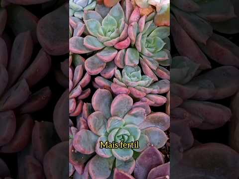 Vídeo: Cobre para o jardim: o que o cobre faz pelas plantas