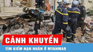 2 cảnh khuyển hỗ trợ đắc lực tìm kiếm nạn nhân ở Myanmar