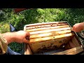 Скільки меду дають бджоли в корпусному вулику  Сімя слабенька