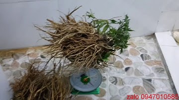 Sâm đương quy, tác dụng và người nào nên dùng