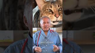 5 Dangers Dhiver Pour Ton Chat