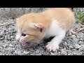 newborn kitten was abandoned by its mother, it was living its last moments, a lady rescued it