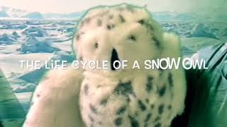Life cycle of owl 1