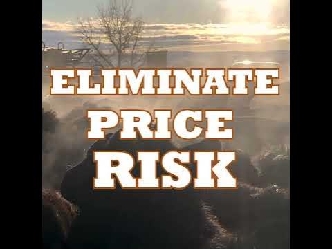 Sell Cattle with ConneXion 