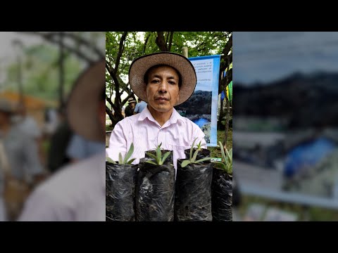 Así funcionan los ‘criaderos’ de frailejón en la COP16, que salvan los páramos de Colombia