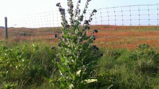 Houndstongue (Cynoglossum Officinale) / Gypsy Flower - 2012-05-30