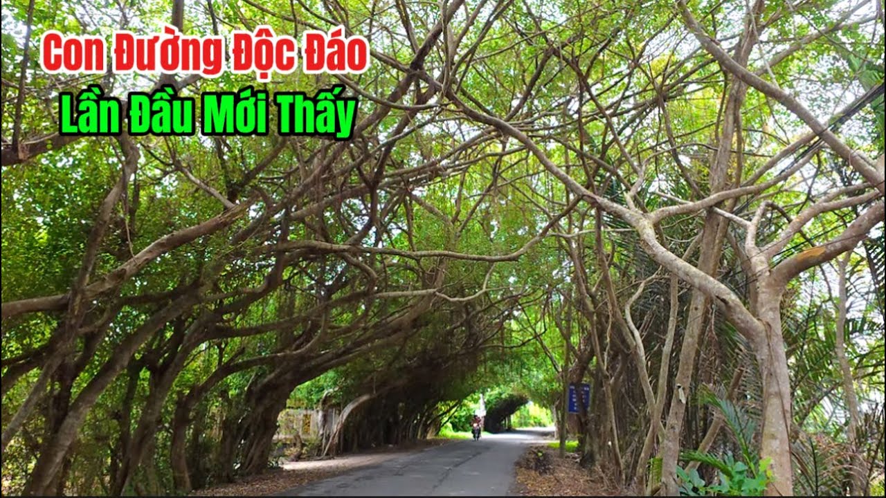 Khám Phá Con Đường Tuyệt Đẹp,Ở Mỹ Tho Tiền Giang 