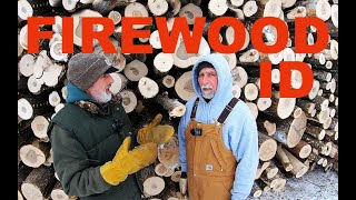 How to identify trees by bark for firewood production - #609