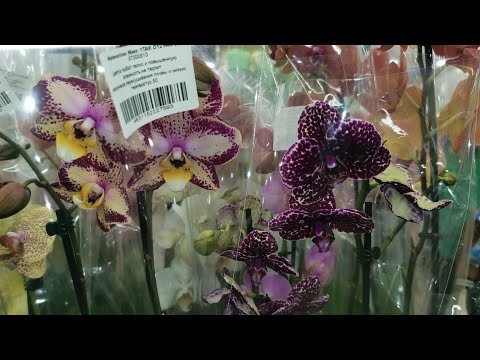 Лемана Про:ПОТРЯСАЮЩИЙ привоз