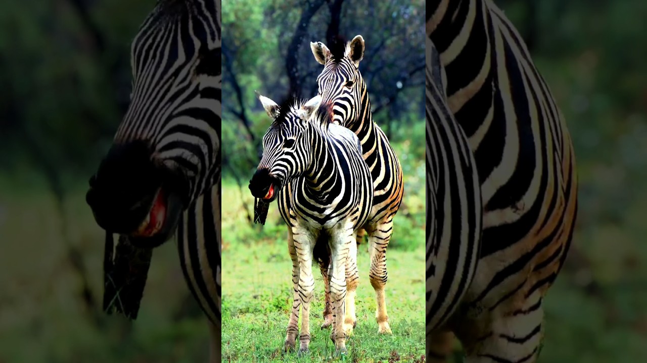 ❤️ZEBRA LOVE ❤️🦓🦓 