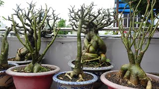 CÁCH K.ÍCH HOA SỨ RA HOA ĐỒNG LOẠT CHƠI TẾT 2023 VƯỜN THU BONSAI .