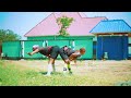 Bhujaga Song Bhunango Prod By Ngassa Video Studio HD Mpy V Mp4 Bhujaga Song Bhunango Prod By Ngassa Video Studio HD Mpy V Mp4